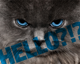 cat hello image