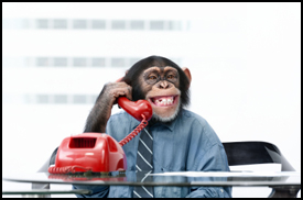 Office Practical Jokes Office Practical Jokes monkey