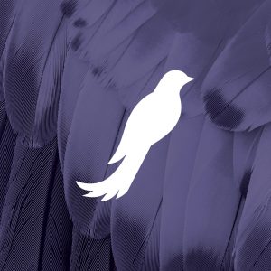 nine10 logo design Frequency Hearing bird shape